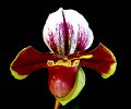 Paph. Keyeshill 'Angel Orchids' (3)